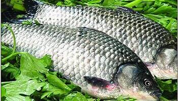 魚類驗(yàn)收圖片